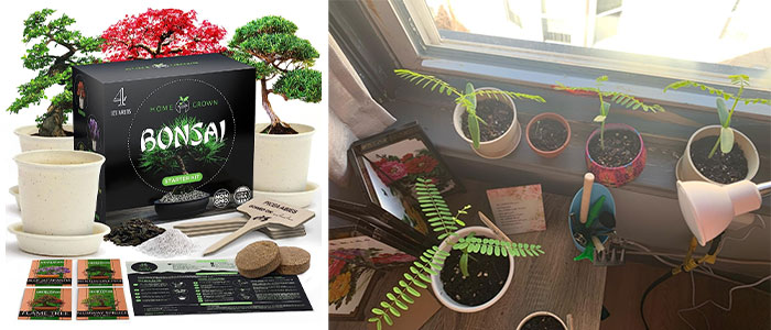 Grow And Nourish With The Bonsai Tree Kit – Just Like Your Friendship, It's A Tree-T To Behold!