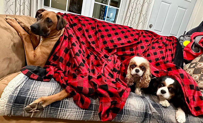 Extra Large Blanket: That's perfect for transforming any space into a giant cozy haven — this massive, super-soft comforter is the ultimate gift for movie nights, blanket fort adventures, and snuggly sleepovers for the entire family, fur babies included!