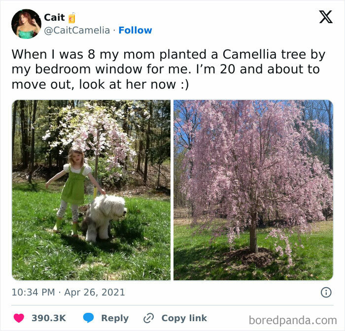 Apparently This Is A Weeping Cherry Tree, And My Life Has Been A Lie. My Mom Always Called It My Camellia Tree