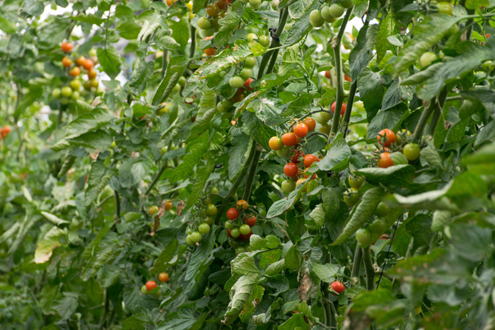 Red, yellow and green tomatoes growing Red, yellow and green tomatoes growing