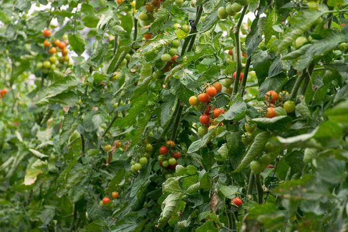 Red, yellow and green tomatoes growing 