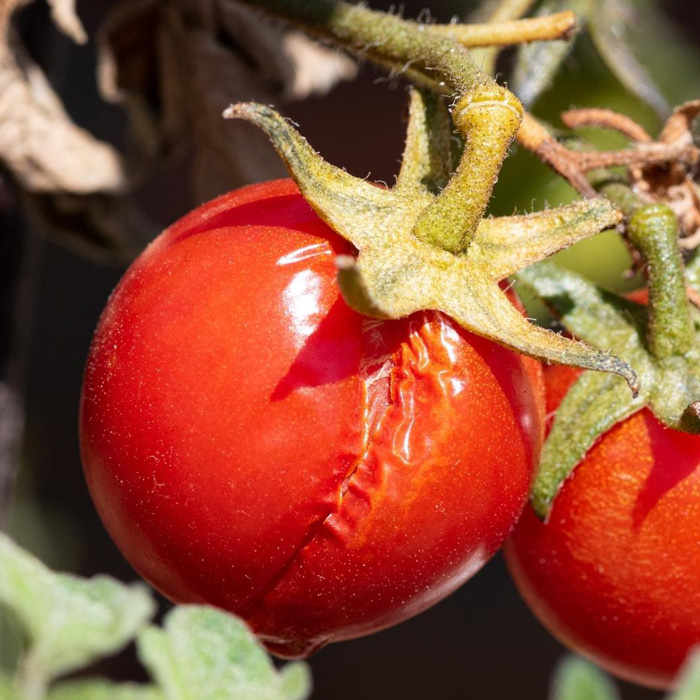 Cracked tomato Cracked tomato