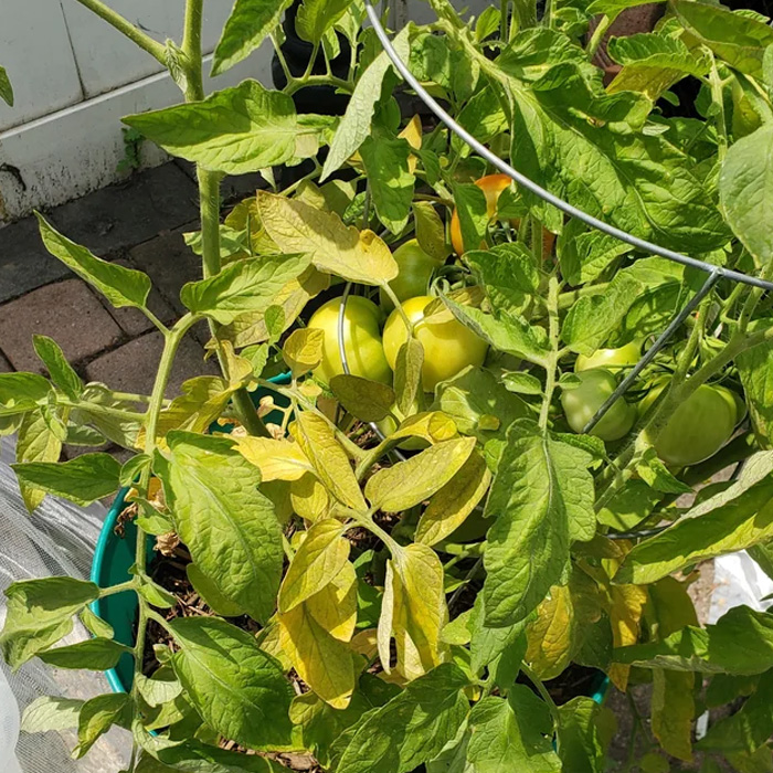 Yellowing tomatoes' leaves 