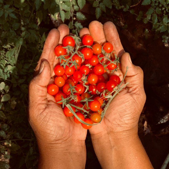 Person holding cherry tomatoes 