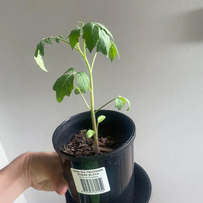 Wilting tomato plant 