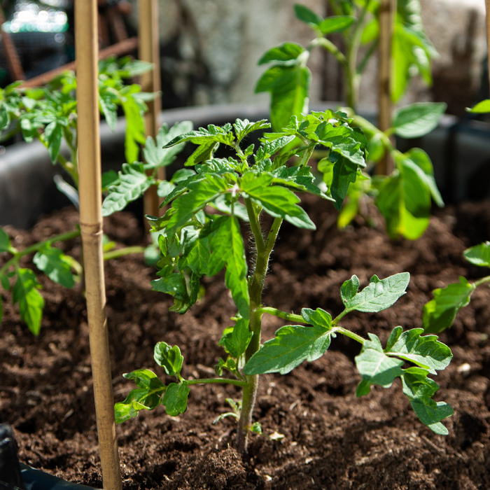 Small tomato plant Small tomato plant