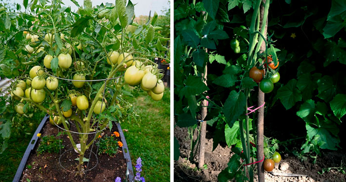 Determinate and indeterminate types of tomatoes' growth 