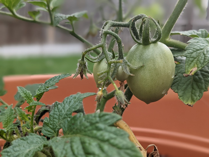 Green tomato in the pot 