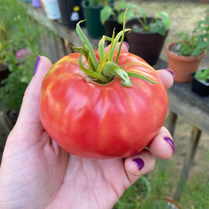 Person holding red beefsteak tomato