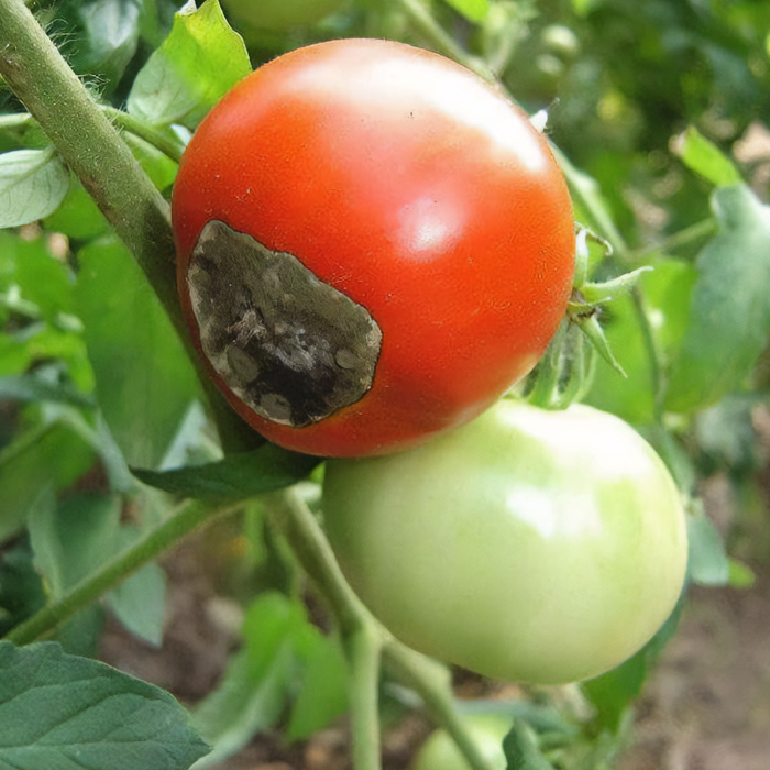 Black spot on red tomato 
