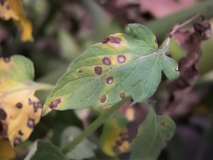 Blight on the tomatoes leaves 