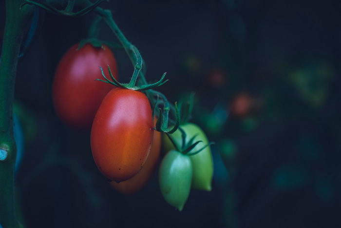 Red and green plum tomatoes in the garden 