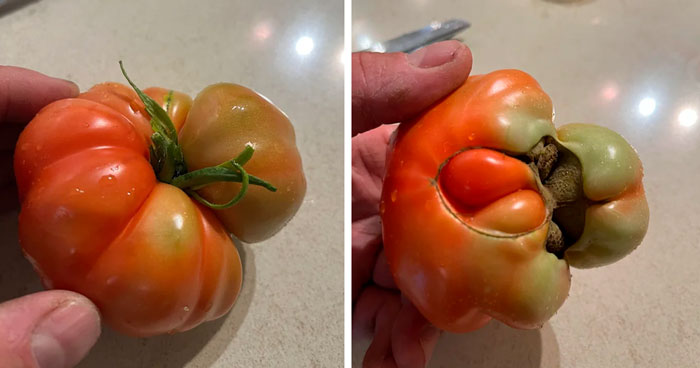 Uneven tomato ripening