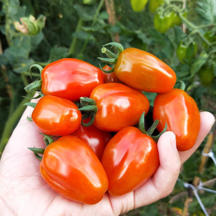 Person holding Novelty tomatoes Person holding Novelty tomatoes