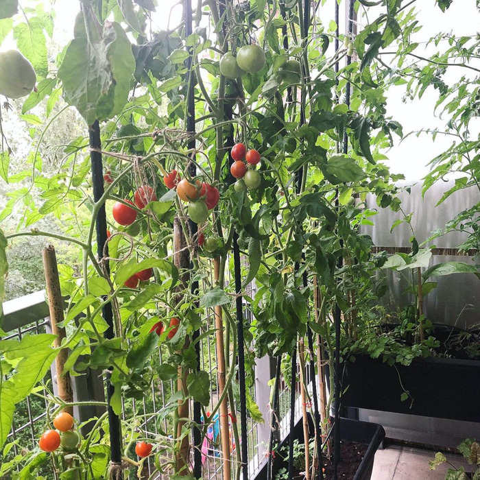 Tomatoes in the pot on the balcony