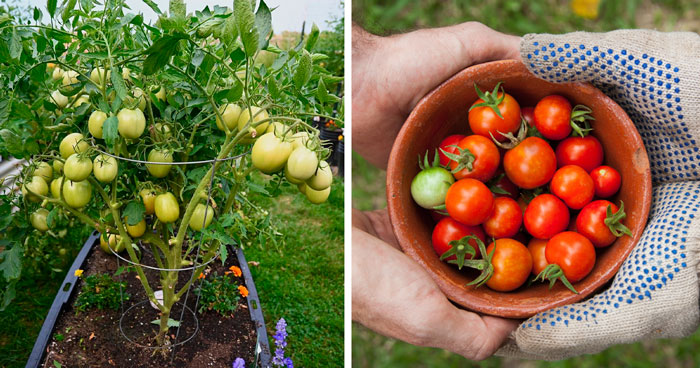 Growing Tomatoes 101: A Beginner’s Guide