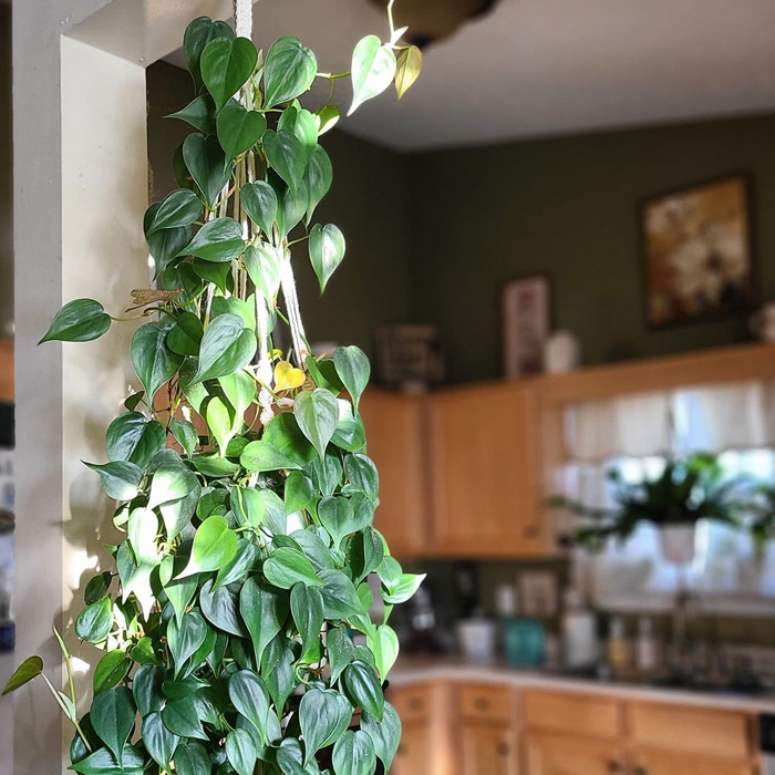 Heart-Leaf Philodendron hanging on the passageway