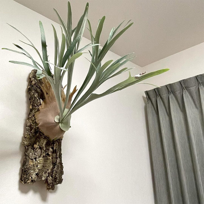 Staghorn Fern hanging on the wall 