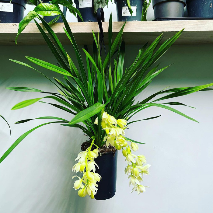 Orchids in the black pot Orchids in the black pot