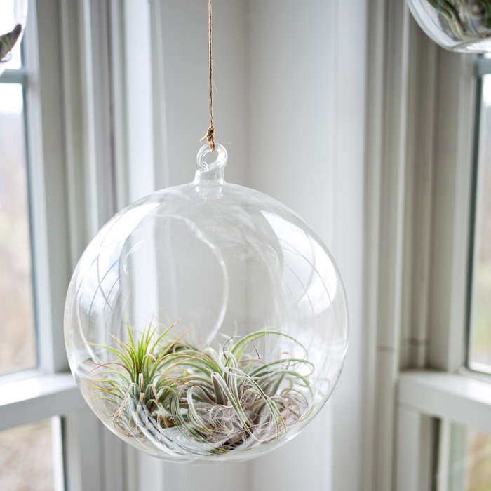 Air Plant in the glass terrarium Air Plant in the glass terrarium