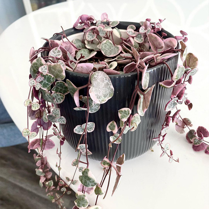 Pink String of Hearts in the black pot 