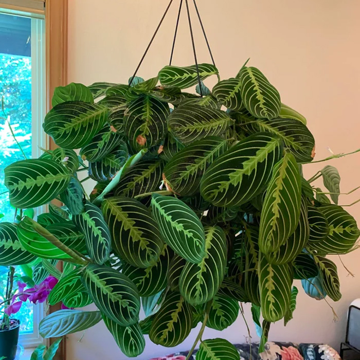 16 Hanging Plants For Greener Indoor | Bored Panda
