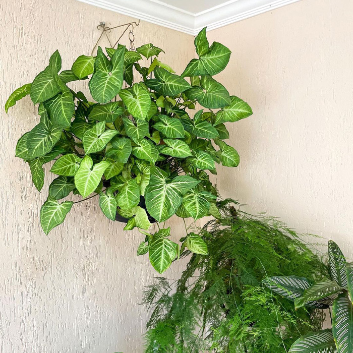 Arrowhead Vine plant in the pot attached to the wall 