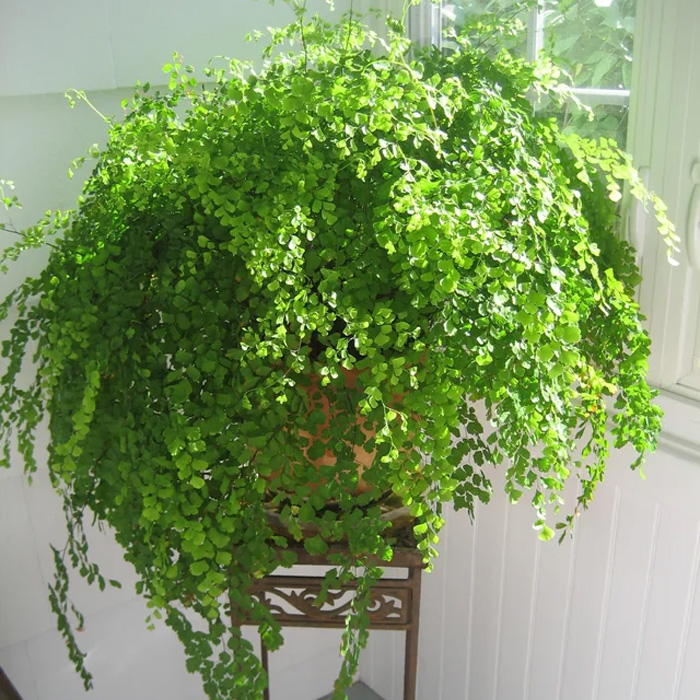 Maidenhair Fern plant in the pot under the sunlight 
