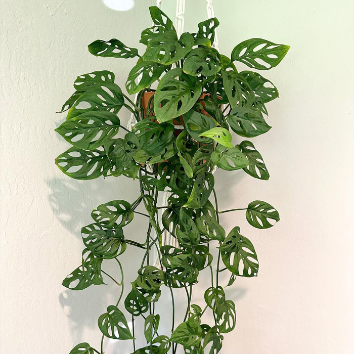 Monstera plant in the brown pot hanging from the ceiling 