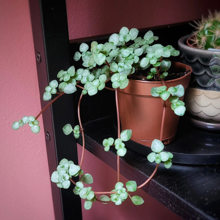 Pilea depressa plant in the brown pot Pilea depressa plant in the brown pot