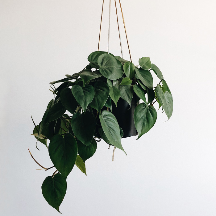 Pothos plant hanging from the ceiling in the black pot 