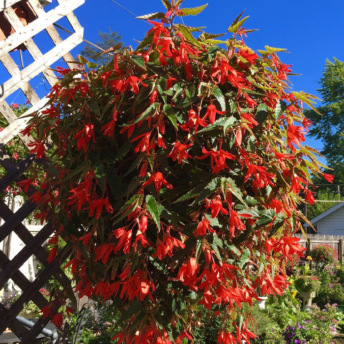 Begonia hanging outdoor Begonia hanging outdoor
