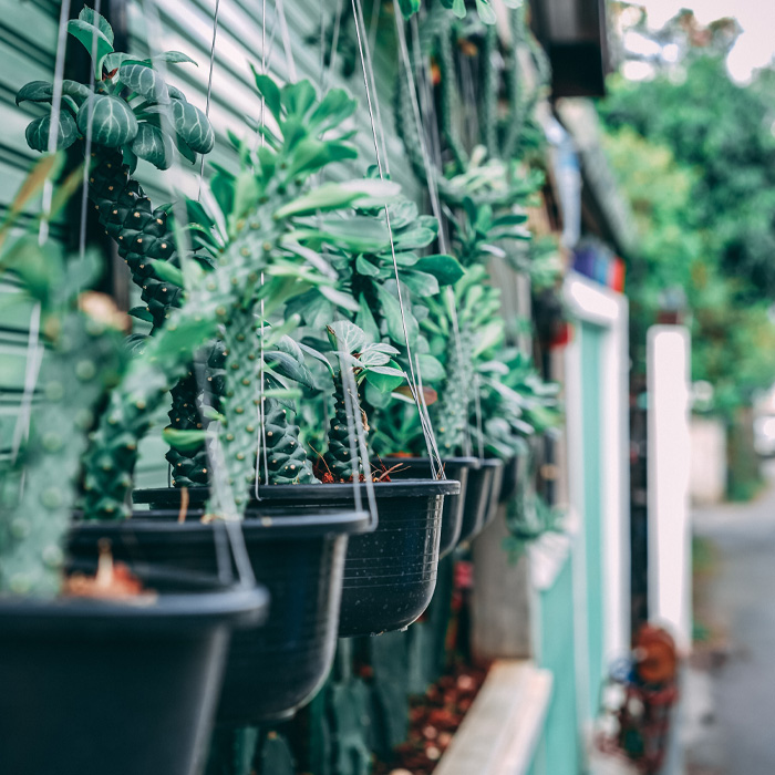 Hanging plants in the black pots Hanging plants in the black pots