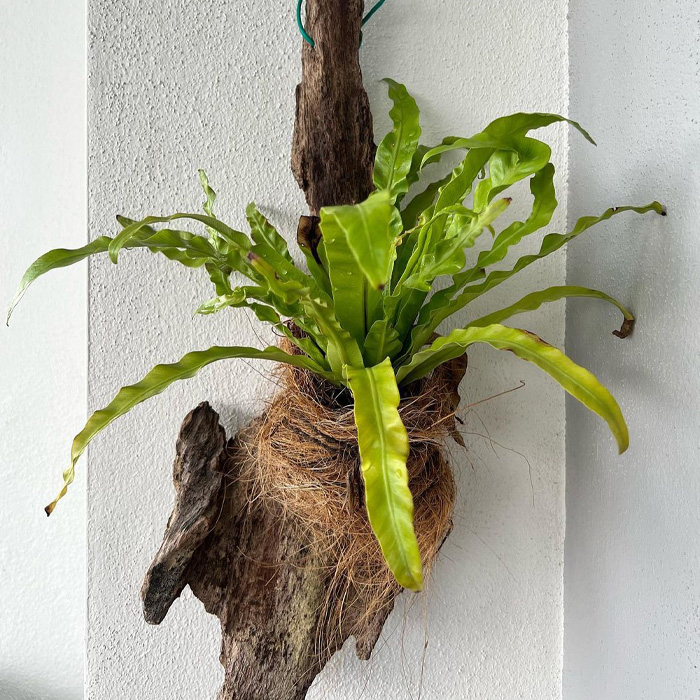 Bird’s Nest Fern attached to a wall 