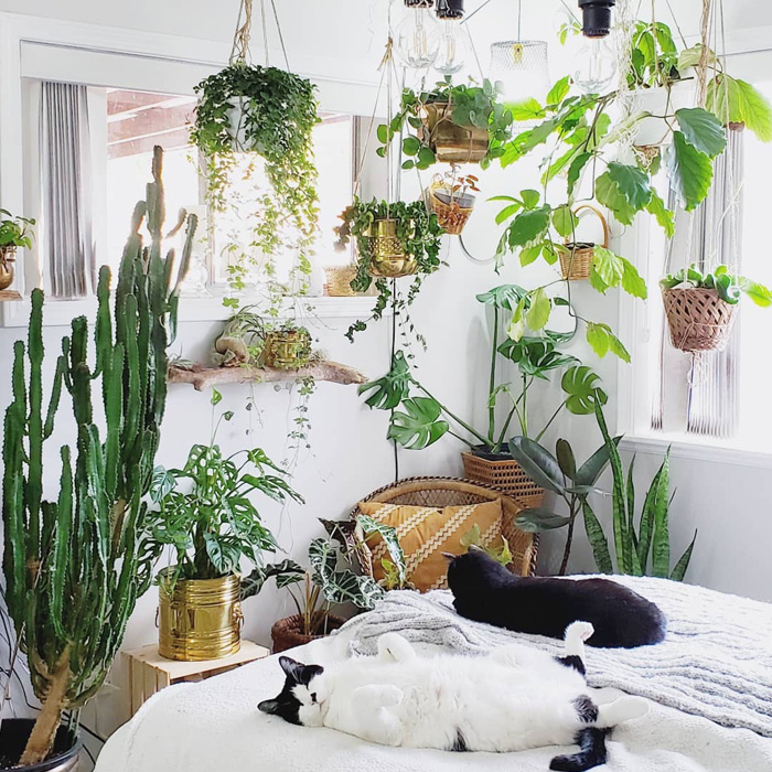 Hanging plants oasis with two cats lying on the bed 