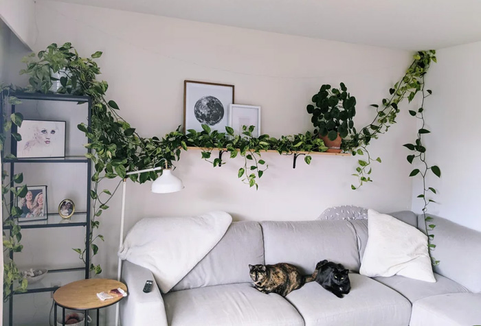 Pothos hanging on the wall