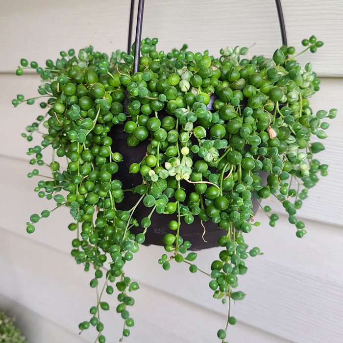 String of Pearls hanging in the pot 
