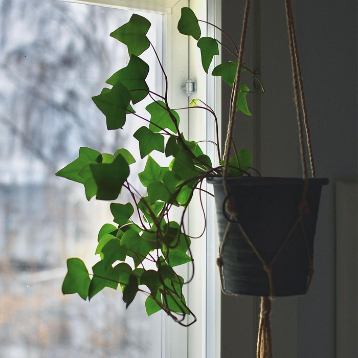 English Ivy hanging in the pot next to a window 