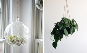 16 Hanging Plants For Greener Indoor