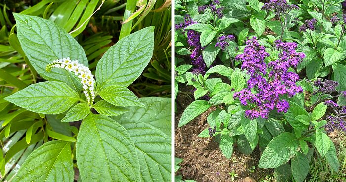 Mastering the Art of Growing Heliotropes