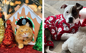 29 Things From Amazon To Help You And Your Pet Get In The Holiday Spirit