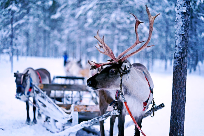 Reindeer pulling a sled 