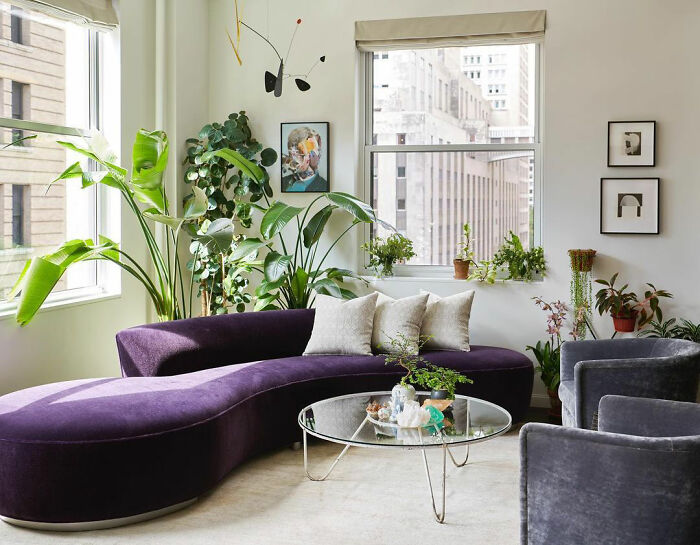 White room with purple serpentine sofa and plants