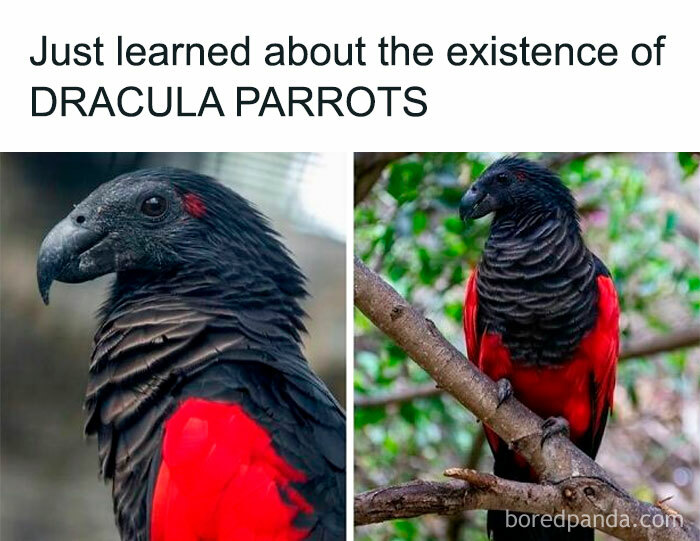 Creepy-Memes-Creepyholics