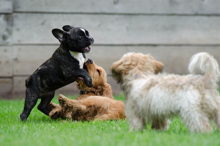 Dogs playing with each other on the grass.