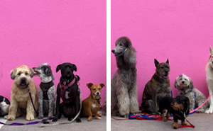 How Many Dogs Is Too Many? Finding the Right Balance