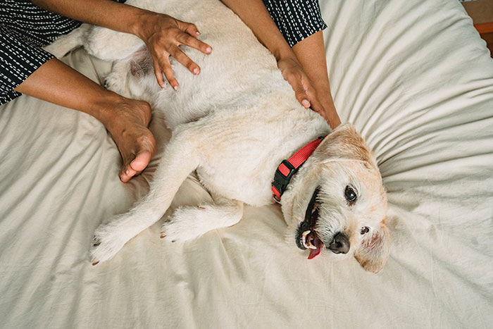 Dog enjoying attention, lying on a bed, while a person gently pets its back. Dog enjoying attention, lying on a bed, while a person gently pets its back.