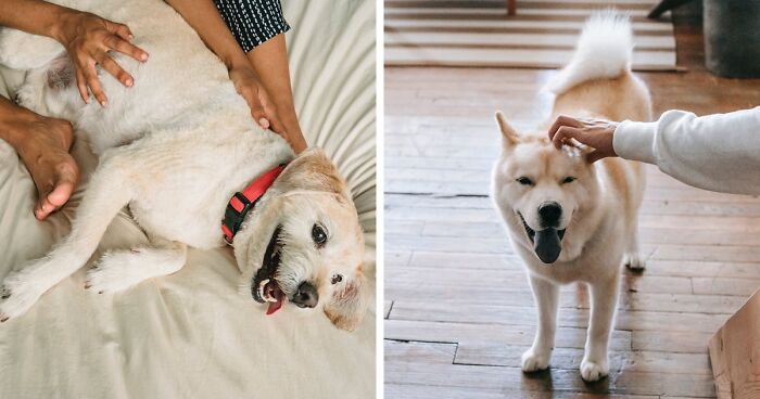 How Much Attention Do Dogs Need: Signs You Need To Spend More Time