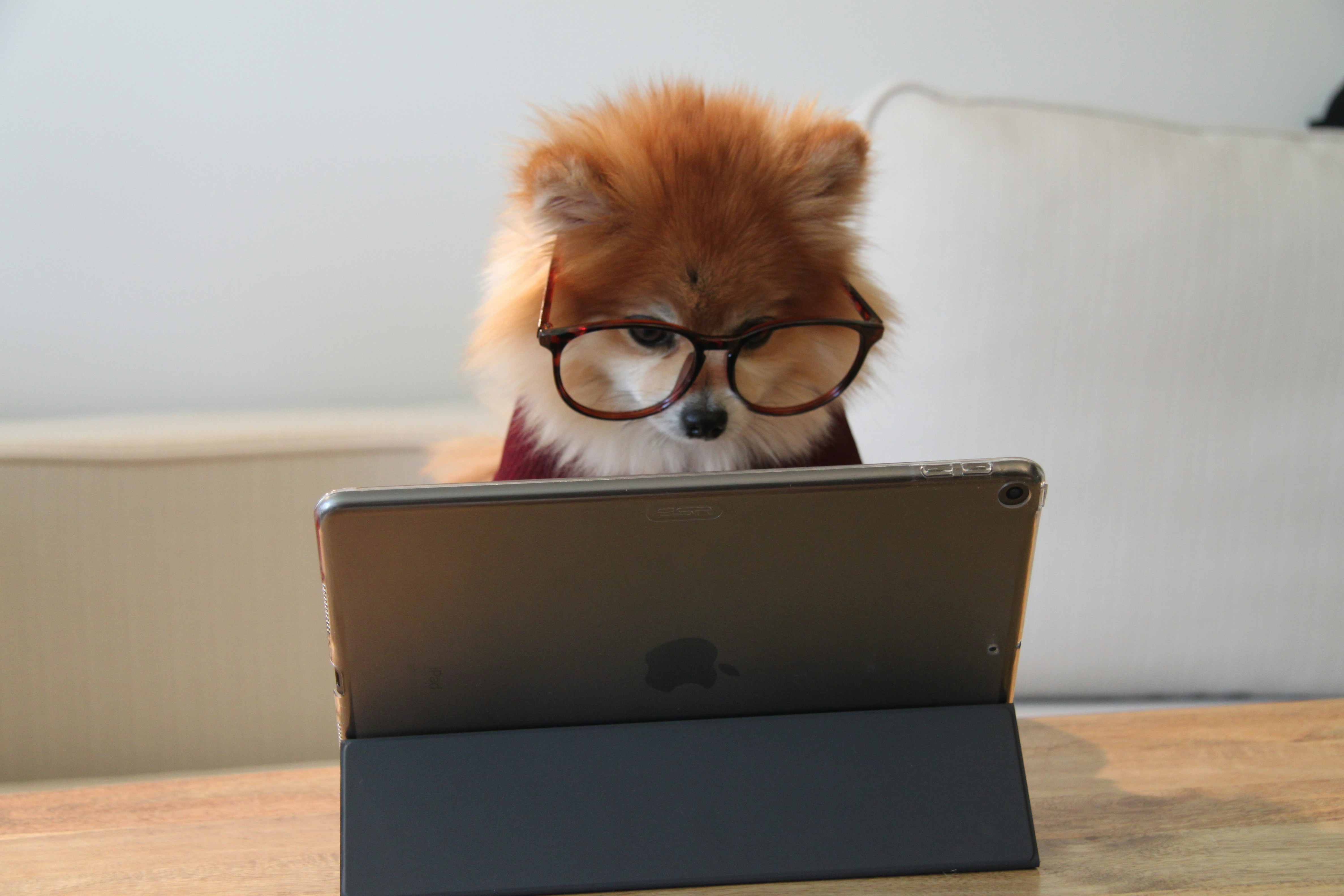 Dog wearing glasses watching Ipad