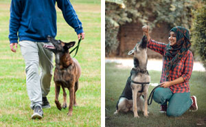 How Much Does Dog Training Cost - What to Expect for Classes?